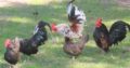 chickens for sale whatsapp +27734531381