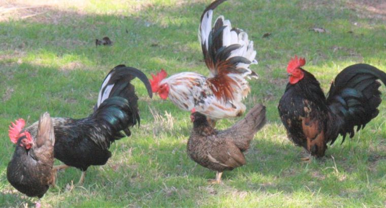 chickens for sale whatsapp +27734531381