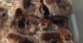 chickens for sale whatsapp +27734531381