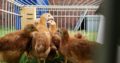 chickens for sale whatsapp +27734531381