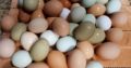 Fresh & Fertile Eggs whatsapp +27734531381