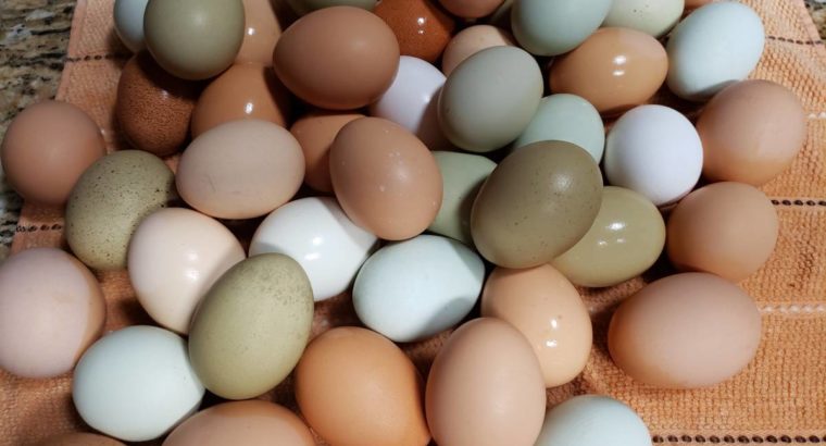 Fresh & Fertile Eggs whatsapp +27734531381