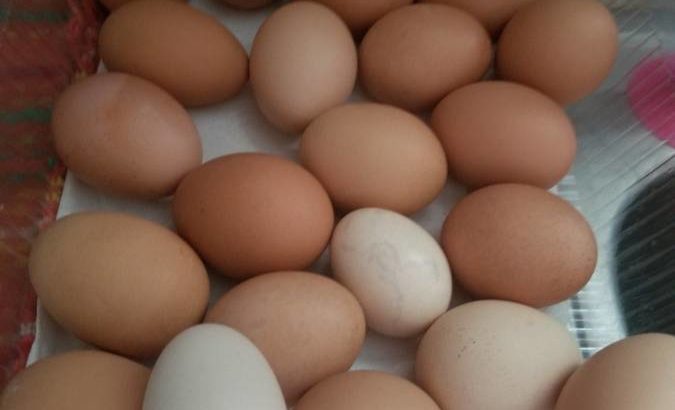 Fresh & Fertile Eggs whatsapp +27734531381