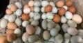 Fresh & Fertile Eggs whatsapp +27734531381