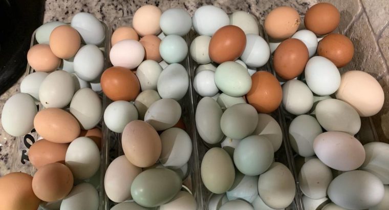 Fresh & Fertile Eggs whatsapp +27734531381