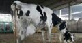 Bulls And Heifers at give away prices