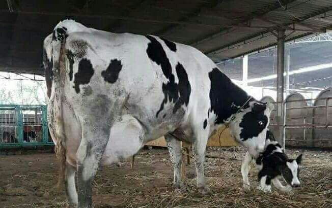 Bulls And Heifers at give away prices
