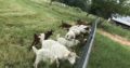 goats for sale whatsapp +27734531381