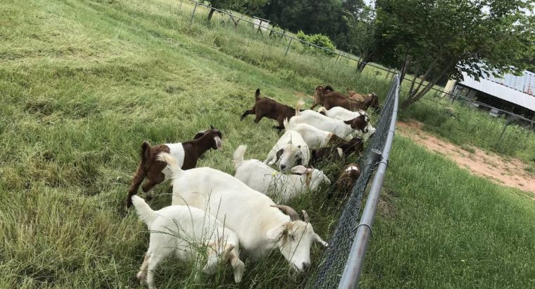goats for sale whatsapp +27734531381