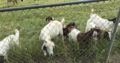 goats for sale whatsapp +27734531381