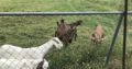 goats for sale whatsapp +27734531381