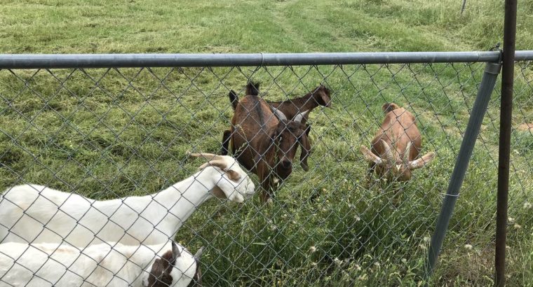 goats for sale whatsapp +27734531381