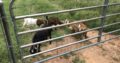 goats for sale whatsapp +27734531381