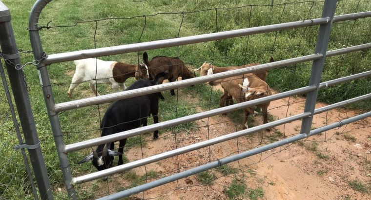 goats for sale whatsapp +27734531381