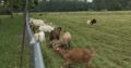 goats for sale whatsapp +27734531381