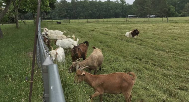 goats for sale whatsapp +27734531381