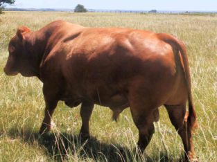 Alive Pregnant Holstein Heifer Cows, Goats, Sheep