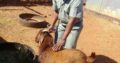 Buy healthy Kalahari goats online