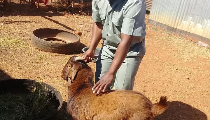Buy healthy Kalahari goats online