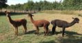llamas For Sale whatsapp +27734531381