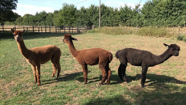 llamas For Sale whatsapp +27734531381