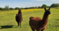 llamas For Sale whatsapp +27734531381