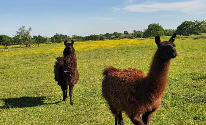 llamas For Sale whatsapp +27734531381