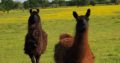 llamas For Sale whatsapp +27734531381