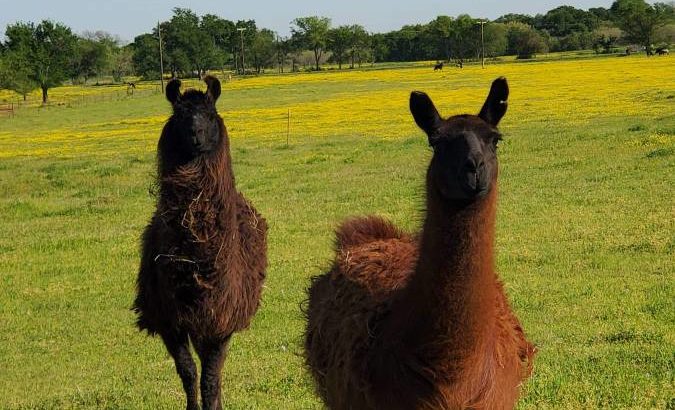 llamas For Sale whatsapp +27734531381