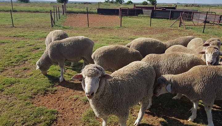 Cheap prices Ewes and Does