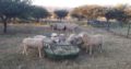Order Merino Does and ewes online