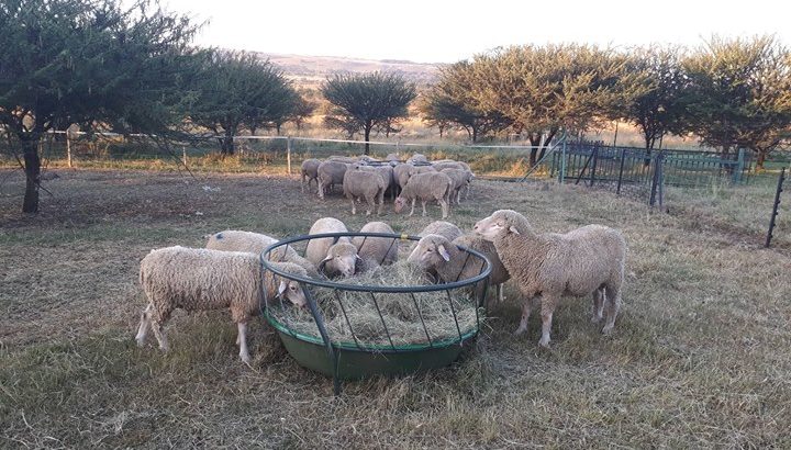 Order Merino Does and ewes online