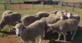 Best price Merino sheep for sale