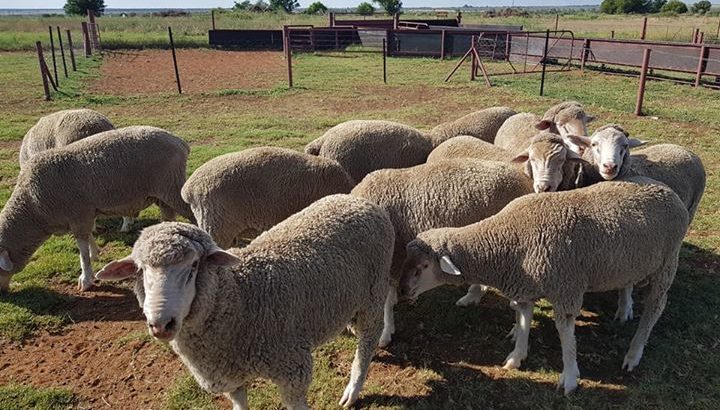 Best price Merino sheep for sale