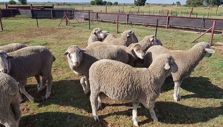 Best price Merino sheep for sale