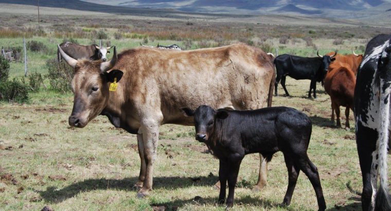 Bulls And Heifers at give away prices