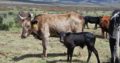Healthy Bulls and Heifers