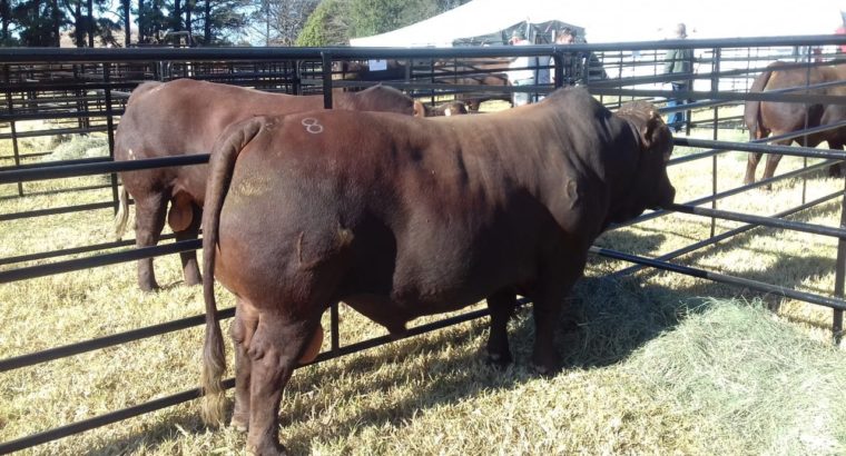 Suppliers Of Bonsmara Heifers And Bulls