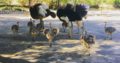 Ostrich for sale whatsapp +27734531381