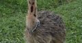 Ostrich for sale whatsapp +27734531381