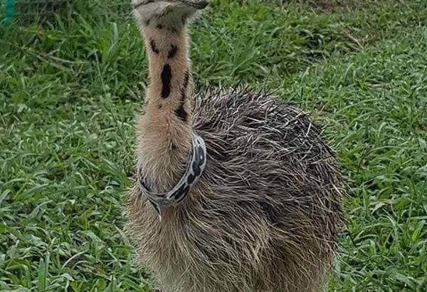 Ostrich for sale whatsapp +27734531381