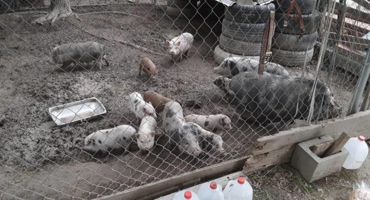 Pigs available for sale whatsapp +27734531381