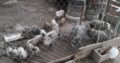 Pigs available for sale whatsapp +27734531381