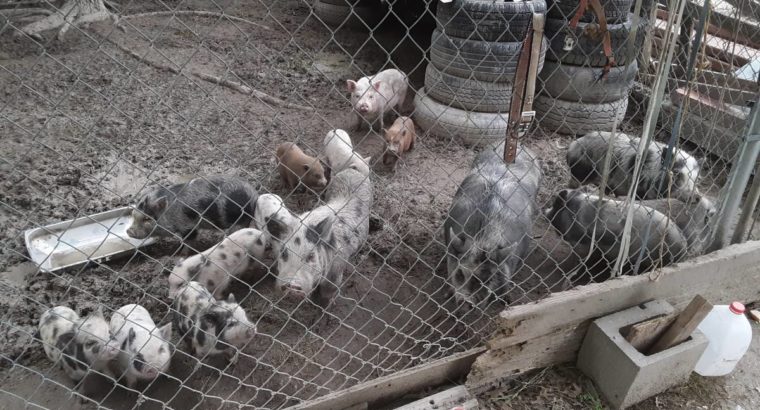Pigs available for sale whatsapp +27734531381