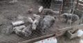 Pigs available for sale whatsapp +27734531381
