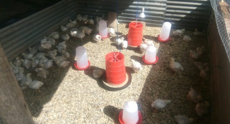 Ross 308 A-Grade Broiler chickens suppliers