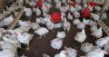 Ross 308 A-Grade Broiler chickens