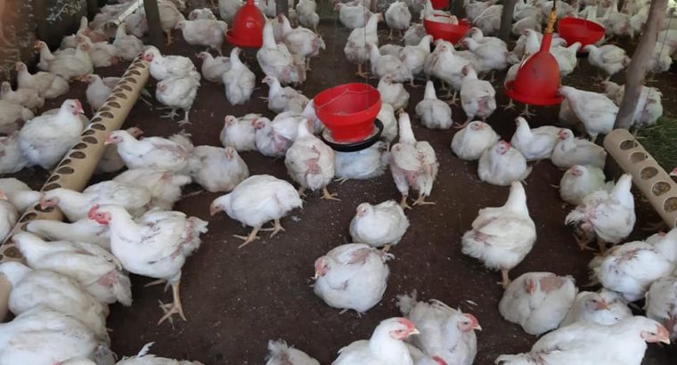 Ross 308 A-Grade Broiler chickens