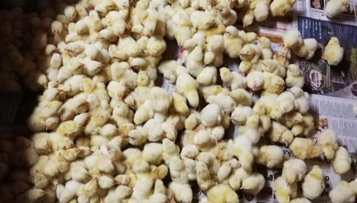 Cheap price Ross 308 A-Grade Broiler chickens