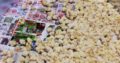 Ross308 A-Grade Broiler chickens at give away pric